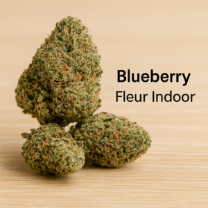blueberry – fleur indoor