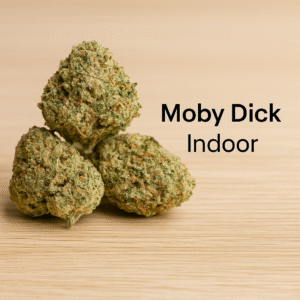 moby dick – fleur indoor