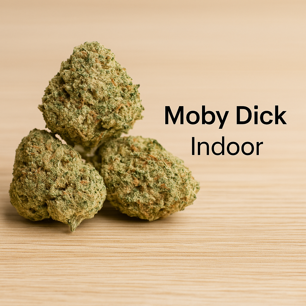 moby dick – fleur indoor moby dick – fleur indoor