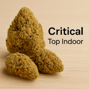 critical – fleur top indoor